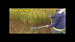 During the harvest season, you have to build a lawn mower to harvest rice