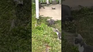 Cat /kitten video
