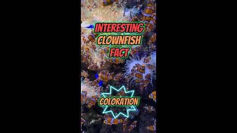 Interesting Clownfish Fact | Coloration #clownfish #aquaticlife #fish