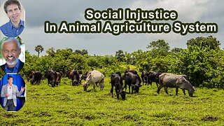 The Fundamental Social Injustice In The Animal Agriculture System