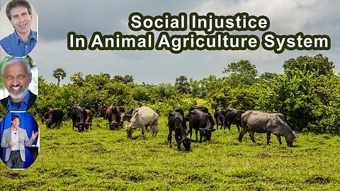 The Fundamental Social Injustice In The Animal Agriculture System