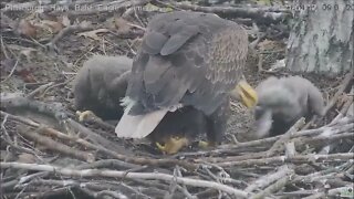 Hays Eaglet H15 eats Huge bites of food 41721 909AM