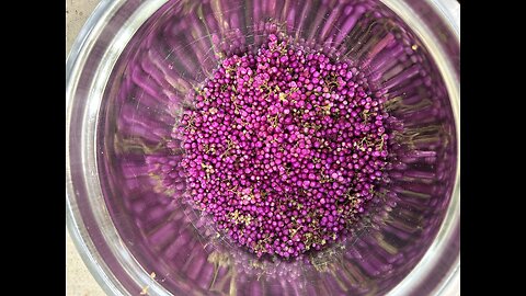 American Beautyberry Tree - making Jelly -step by step