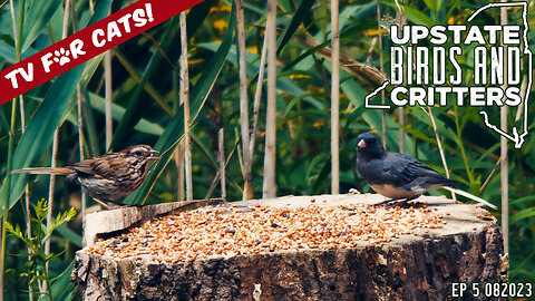 Upstate Birds And Critters: Ep 5 — 082023