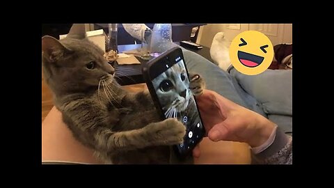 Funniest Cats And Dogs Videos - Best Funny Animal Videos 2024 #12