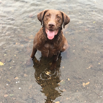 Little boy and babysitting dog play fetch in river