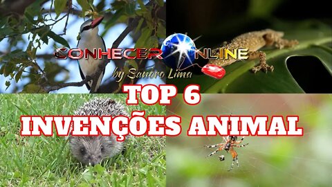 🌎“Top 6 Tecnológicas Inspiradas em Animais” | Invenções Inspirados Nos Animais | animais |2021