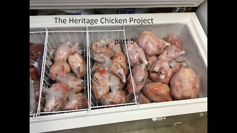 The Heritage Chicken Project. part 5