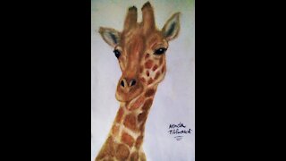 Drawing Giraffe