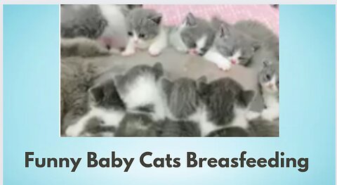Funny Baby Cats Breasfeeding