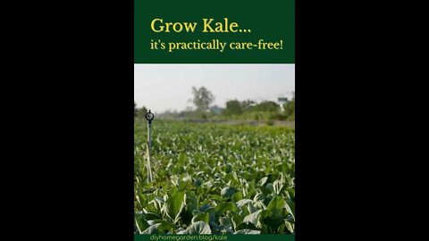 Grow Kale (So Easy to Care For!)