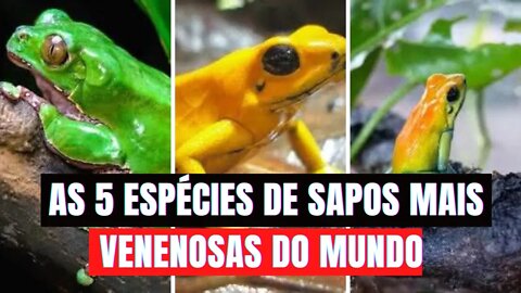 Top 5 Espécies de Sapos Mais Venenosas do Mundo