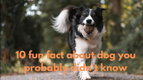 10 fun facts about dogs you probably didn't know