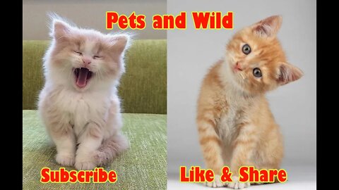 Funny Cats: A compilation of the internet's funniest cat videos #Petsandwild