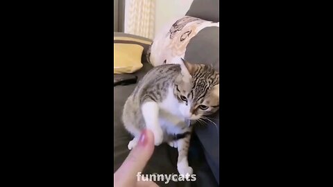 funny dog and cats
