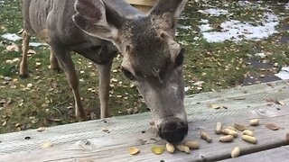 Mule deer and a kitty cat