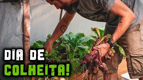 Vamos colher as cenouras e beterrabas da horta! - Chácara SV