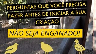 FAÇA PERGUNTAS ANTES DE COMPRAR CODORNAS / VIVER DE CODORNA