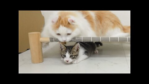 What Happens When the Rescued Kitten Thinks of the Big Cat as a Brother?