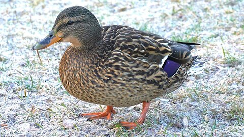 Lone Mallard Duck Hen Quacking on Frozen Morning Dew