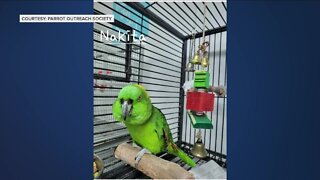 28 birds stolen from Parrot Outreach Society