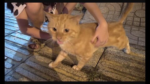 How Cats React When Seeing Stranger 1st Time - Running or Being Friendly 9? | Viral Cat