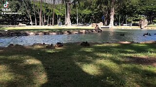 Duck park