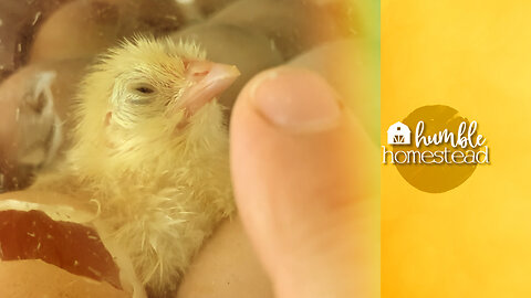 These Newly Hatched Chicks have A LOT of Energy!