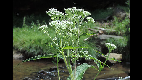 Boneset (Eupatorium perfoliatum)