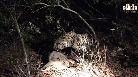 EXCITING INTERACTION: Leopards And A Hyena!! | Raw Africa (Presented By Sheldon Zam)