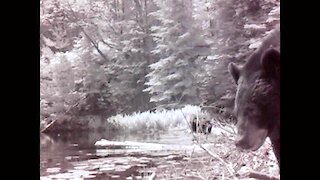 Mother bear and cubs explore around beaver pond