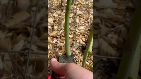 How to harvest asparagus #shorts