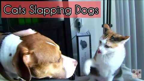 Angry Cats vs Dogs Funny Compilation - Cats Slapping Dogs