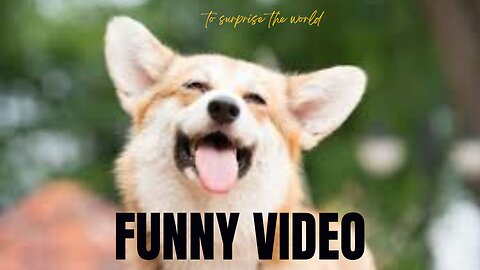 Most funny dog video