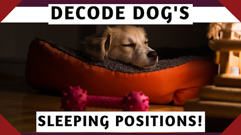 10 DOG SLEEPING POSITIONS THAT REVEALS MEANINGS BEHIND YOUR DOG CHARACTER