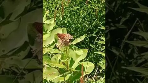 What is edible here, milkweed part 7