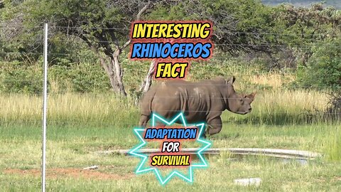 Interesting Rhinoceros Fact | Adaptation for Survival #rhinoceros #wildlife #rumble