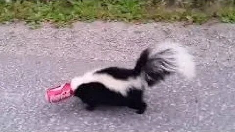 Get that SKUNK! (Loretta Lynn's 2023)