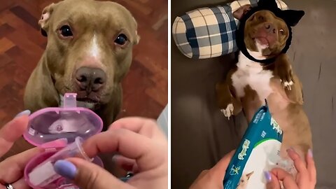 Pampered pup has the most outlandish bedtime routine