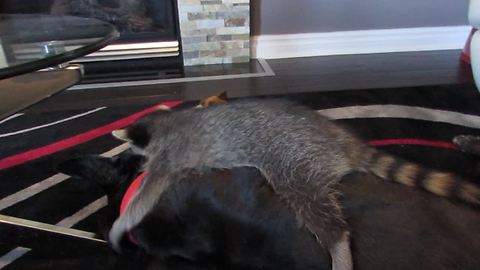 Unlikely animal friendship between elderly dog and baby raccoon