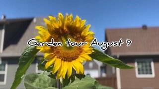 Garden tour august 9th #hedgehogshomestead