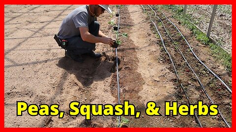 Planting Peas, Squash, and Herbs in the High Tunnel