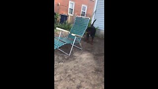Rottweiler pups playing