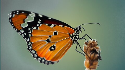 Butterfly flying in flowers garden.