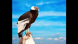 5 Fun Facts About The Andean Condor