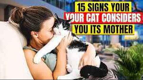 🐾 Unlocking the Feline Connection: 15 Signs Your Cat Sees You as Mom 🐱
