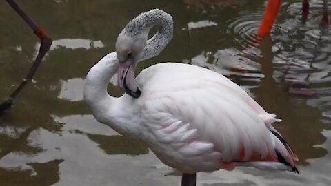 The white flamingo with red wings in the swamp is so cute and adorable