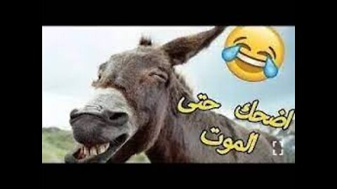 An ugly donkey kicks its owner. Funny clips. Laughs to death. Funny animals.