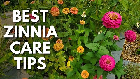 Zinnia Lovers: Grow Healthier, More Colorful Flowers with These Zinnia Care Tips ✨