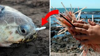 Here's Why People Are Ditching Their Plastic Drinking Straws
